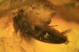 mm Fossil Beetle (Coleoptera) In Baltic Amber #123374-2